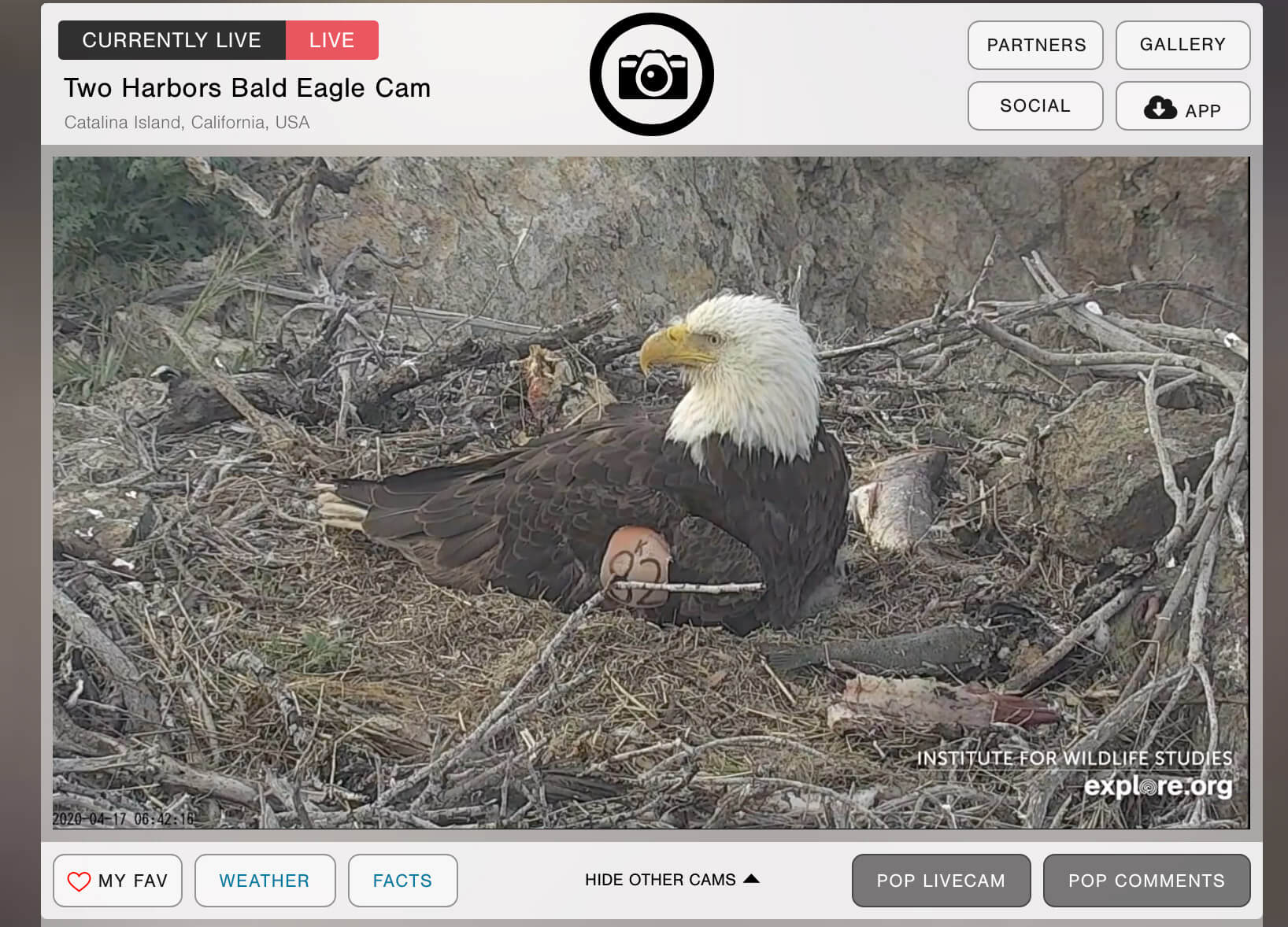 Bald Eagle Cam